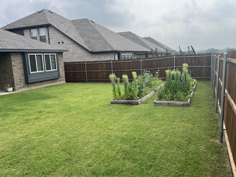 Backyard lawn and raised garden beds